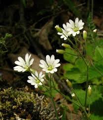 Image result for Cerastium