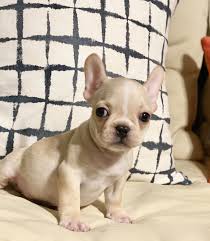 They are attentive, smart, and oh so affectionate. French Bulldog Puppies For Sale English Bulld Og Puppies For Sal E New Jersey New York Pennsylvania Bulldogs Of Long Island French Bulldog English Bulldog Puppies For Sale In New York