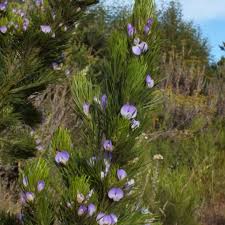 Image result for Psoralea
