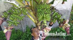 Check spelling or type a new query. Unik Pohon Pisang Berbuah 4 Tandan Tumbuh Di Pekarangan Warga Jombang Tribun Jatim