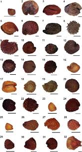 Image result for Cerastium octandrum