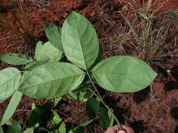 Image result for Ritchiea