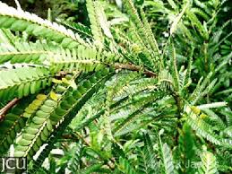 Image result for Phyllanthus tenuis