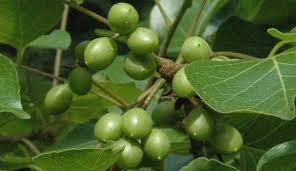 Image result for Commiphora mossambicensis