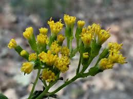 Image result for Delairea odorata