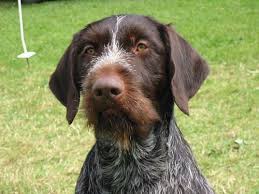 German Wire Haired Pointer German Wirehaired Pointer Pointer Puppies German Shorthaired Pointer Dog