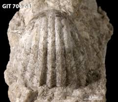 Image result for Pentas schumanniana