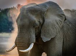 Why Do People Hunt Elephants? Insights ...