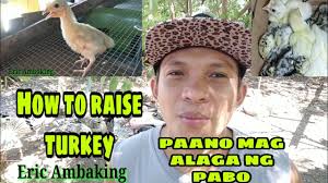 HOW TO RAISE TURKEYS