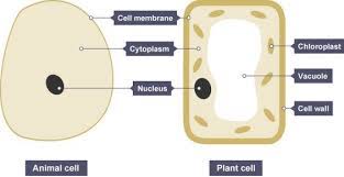 Revise cell structures with bbc bitesize for gcse biology. Igcse Biology 2017 2 4 Know The Similarities And Differences In The Structure Of Plant And Animal Cells