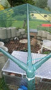 Landschildkrotenbabies Schildkrotengehege Schildkrote Baby Schildkroten Freigehege