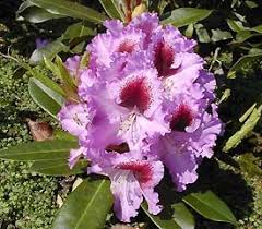 Plant Descriptions Hybrid Rhododendrons Rhododendron Plant Plants Season Plants