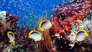 20 gambar pemandangan lautan dan bawah laut gambar gambar pemandangan sungai dengan pancaran sinar matahari gambar pemandangan tak ada yang lebih indah dari pemandangan alam berupa sungai yang mengalir gambar pemandangan laut malam hari sumber : Tempat Diving Terindah Di Sulawesi Yang Tawarkan Keindahan Bawah Laut Reddoorz Blog