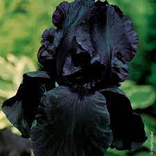 Fiori immagini gratis per facebook e whatsapp. Iris A Grandi Fiori Night All Iris Meilland Richardier