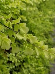 Image result for Acalypha psilostachya