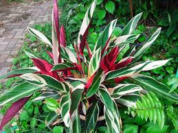 Stromanthe Triostar Great Houseplant Or By A Front Entry Plants Christmas Plants Gifts Indoor Plants