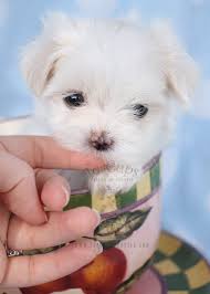 You may be considering getting teacup maltese puppies. Little Teacup Maltese Puppy For Sale 040 Maltese Puppy Maltese Puppies For Sale Teacup Puppies Maltese