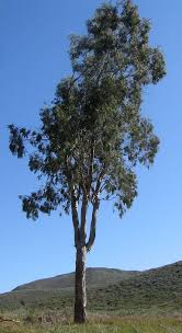 Image result for Eucalyptus tereticornis