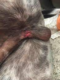 How Do You Know If Your Dog S Neuter Incision Is Infected