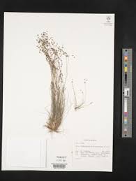 Image result for Fimbristylis scabrida