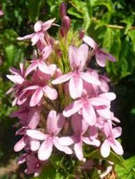 Image result for Ruspolia australis