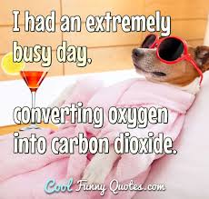 A sunny day brings so much fun. I Had An Extremely Busy Day Converting Oxygen Into Carbon Dioxide