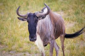 Browse 113 wildebeest stampede stock photos and images available or search for southern elephant seal to find more great stock photos and pictures. Blue Wildebeest Animals Wiki Fandom
