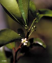 Image result for Gymnosporia glaucophylla