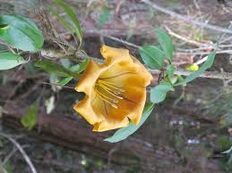 Image result for Diaphananthe bidens