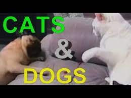 Funny Cats Dogs Video America S Funniest Home Videos Part 507 Youtube Dog Cat Funny Cats And Dogs Dog Gifs