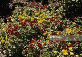 Image result for Phrymaceae