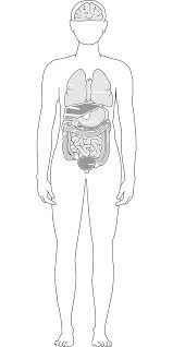 Anatomy of the human body. Human Body Anatomical Drawing Free Image Download