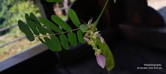 Image result for Abrus melanospermus