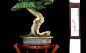 BONSAI EXPO 2025 AU PARC FLORAL DE PARIS - Ville de Paris