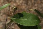 Image result for Elaeodendron matabelicum