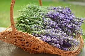 Amazon.com : GENERIC Vera Lavender (Lavandula Angustifolia