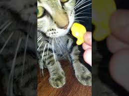 Here's what you should technically, most crackers might not necessarily be toxic to your cat. Asmr Cats Eating Goldfish Crackers Quality Content Youtube