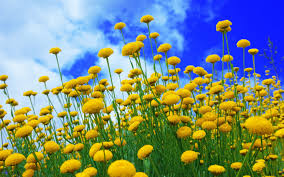 Find the best yellow and blue wallpaper on getwallpapers. Wallpaper Yellow Flowers Blue Sky 2880x1800 Hd Picture Image