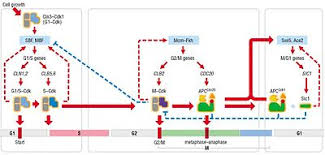 We did not find results for: Cyclin Dependent Kinase 1 Wikipedia