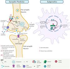 Medscape log in > aducanumab is a human recombinant monoclonal antibody that. Frontiers Amyloid B Peptide Impact On Synaptic Function And Neuroepigenetic Gene Control Reveal New Therapeutic Strategies For Alzheimer S Disease Molecular Neuroscience