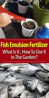 What Is Fish Emulsion Fertilizer How To To Use It In The