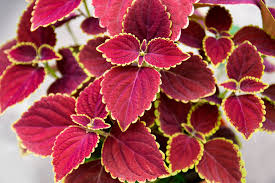 Image result for Coleus esculentus