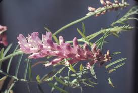 Image result for Vahliaceae