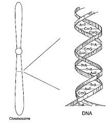 Learn how dna is compared to identify individuals. Summary Dna Technology In Forensic Science The National Academies Press