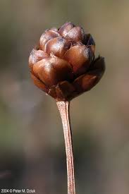 Image result for Xyris schliebenii