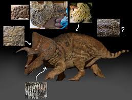 Image result for Triceratella