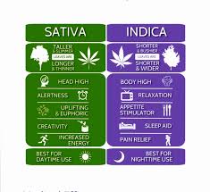 Sativa or indica are two marijuana plants that make up most cannabis products, and understanding both of them can go a long way to helping you. Sativa Vs Indica Coolguides