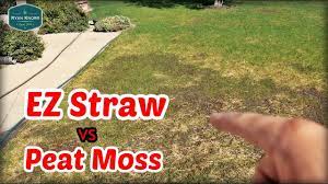 Is straw still the recommended mulch for new seed? Front Lawn Renovation Update Ez Straw Vs Peat Moss Youtube