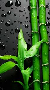 Green Wet Leave 4k Mobile Wallpapers Colorful Wallpaper Original Iphone Wallpaper Flower Wallpaper