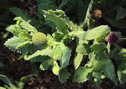 Image result for Sphaeranthus randii